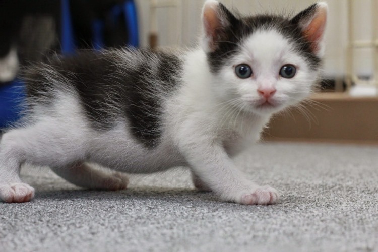 こんなに小さい時からオフィスを闊歩していたバン