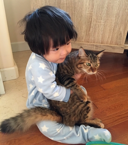 お預かり中の猫を抱く