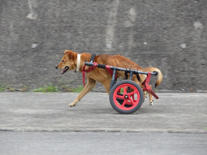 風を切って軽快に走るラッキー（撮影＝小林照幸）