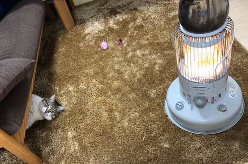 ソファの下かちらっ。こんな仕草にも独特の愛嬌が（丹竜治さん撮影）