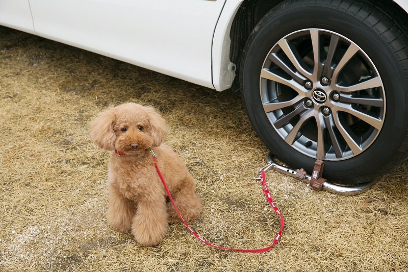 タイヤに装着するリードフックがあれば、いつでもどこでもワンちゃんをつないでおけるので重宝します。写真はライラちゃん