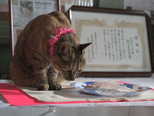 感謝会でピンクの首輪と感謝状、鯛の尾頭付きが贈られた