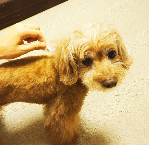 首の下の方に、ノミ対策のおくすり