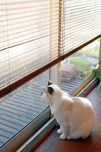 いじめられ続けた優しい猫「ぽー」 ごついカメラマンが救った  犬・猫 