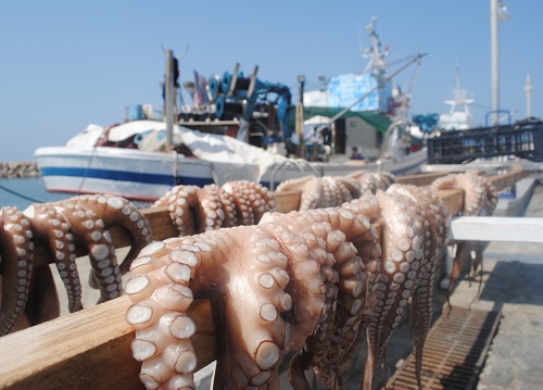 「ザ・ギリシャの港の風景」、タコ干し！タヴァーンで食べるタコはこのように干された後、不思議なくらい柔らかく料理されている事多し（ナウサ）