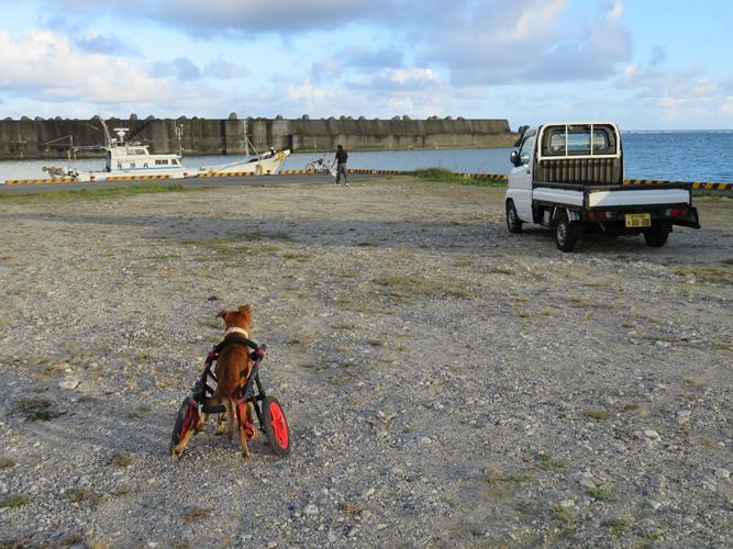 ある夕方、島田さんを見つめる亀津新漁港でのラッキー（撮影＝小林照幸）
