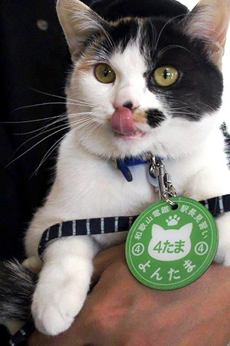 和歌山電鉄の伊太祈曽駅長と貴志駅長代行のよんたま。１年間の駅長見習いを経て駅長に昇格した＝両備グループ提供