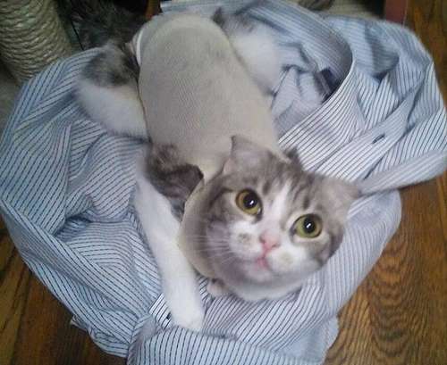 帰宅した冬子は、清志さんのシャツの上でくつろいだ＝２０１５年７月