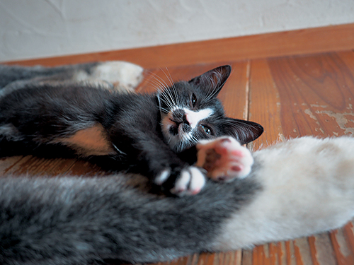 「はちわれ兄弟」から　(Ｃ)主婦と生活社／久方広之