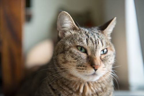 大人びた表情を見せる福多朗君。負けん気が強い面も　写真＝上村雄高