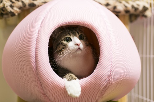 「もも」のハウスから様子をうかがいます。前足が絶妙にキュート