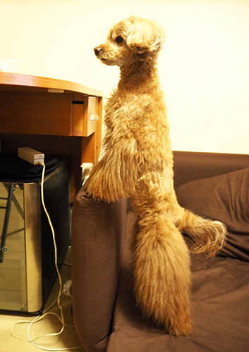 背筋ぴーん！-ミーアキャットか？