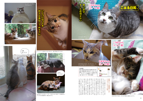 雑種、野良猫…ニッポンの猫“和猫”にほっこり心なごむ一冊 | 「犬