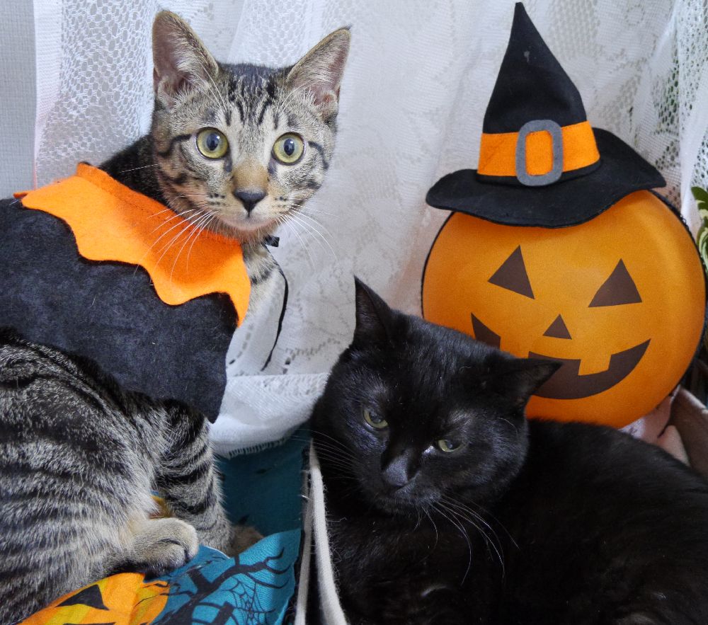 9577872089a7fe583b309f466b8fb4