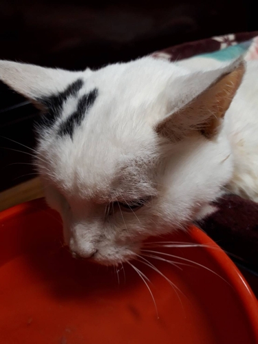 晩年、お水を一生懸命飲んでいたベル