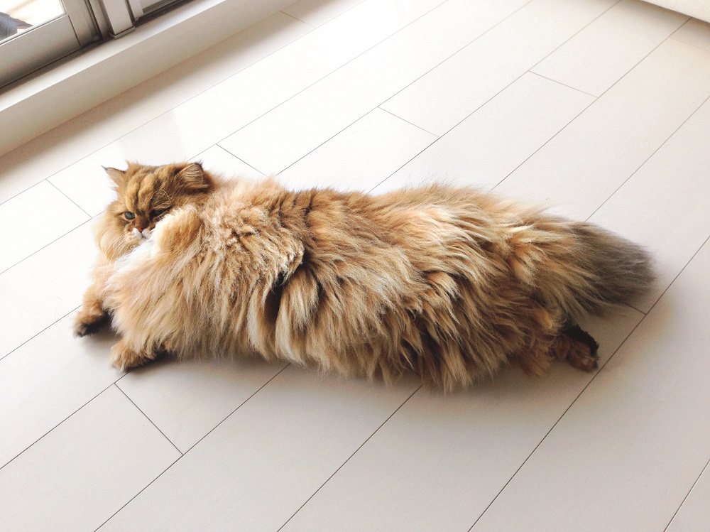 「ん！おとうちゃん帰ってきた！」