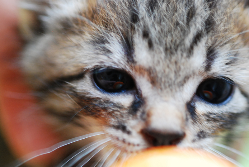 集英社みらい文庫提供