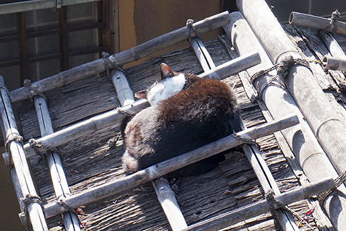 去勢手術を受けて、地域猫になったカッパちゃん