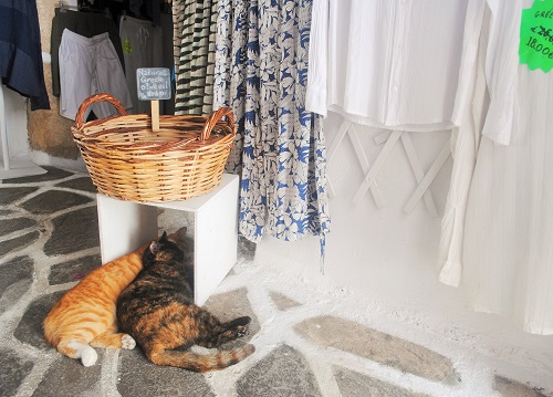 頭隠して尻隠さずとは、このこと！（ホラ）