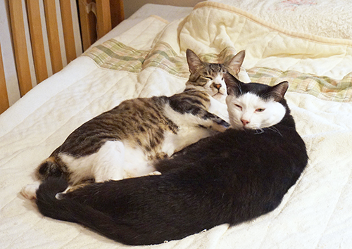 ヤマトくんとの交流で、変わっていくカッパちゃん