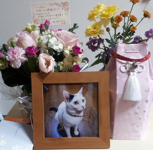 鈴つき首輪は家に飾ってあります