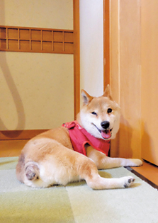 しっぽもちょっとしかありません＝写真／sora