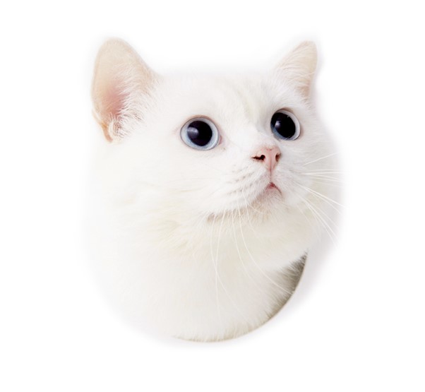 紙袋を頭へかぶせらるる事―これは苦しいばかりで甚だ興味の乏しい方法である。