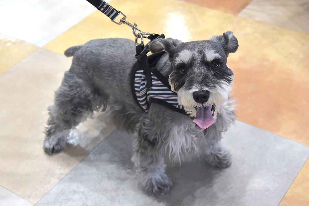 愛くるしい表情のミニチュア・シュナウザーちゃん