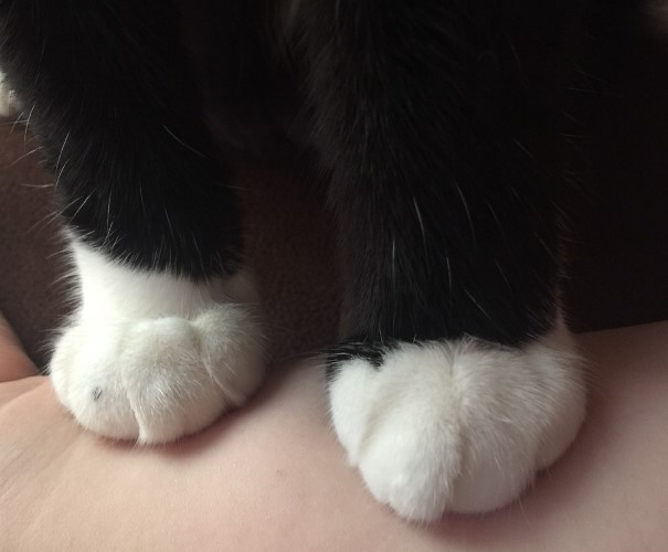 白ソックスがキュートなうなぎの足元