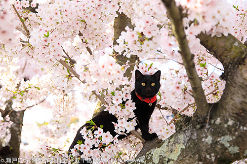 撮影・五十嵐健太