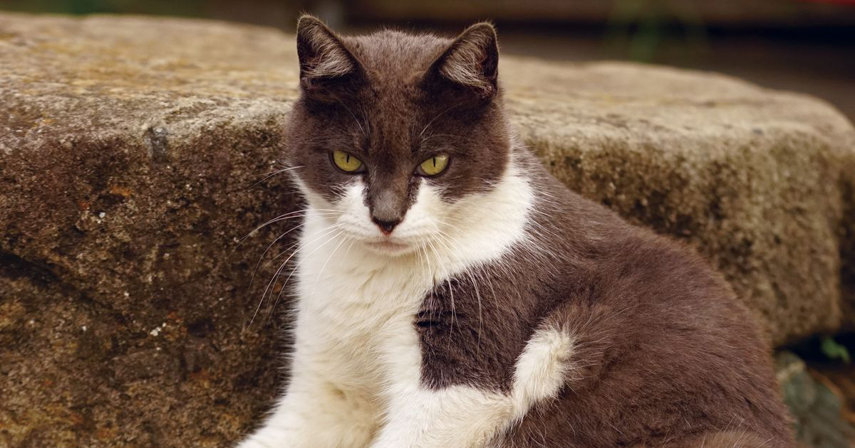 ドヤ顔”の猫ばかりの写真集 たくましさに胸キュン必至！？ | 「犬や猫