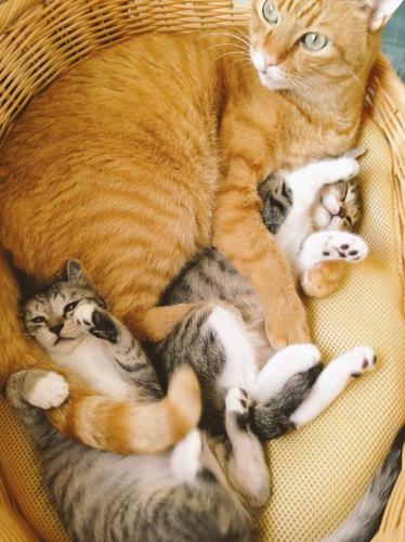 「もしかして妹？」姉妹猫を抱くムッサン 「ココニャさんちの障子破り猫軍団」より