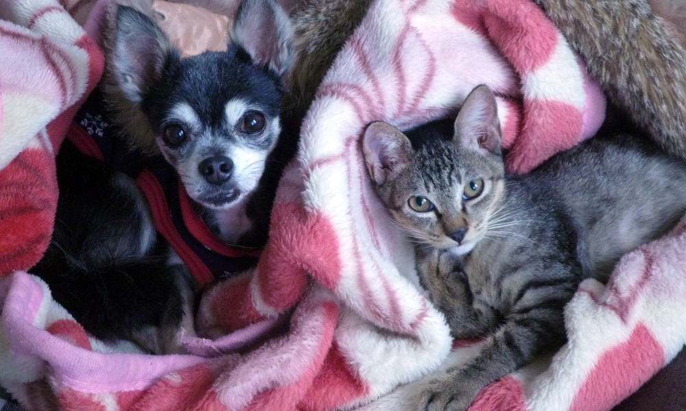 チワワのシェリに助けられた元野良猫ドンパ 犬 猫との幸せな暮らしのためのペット情報サイト Sippo