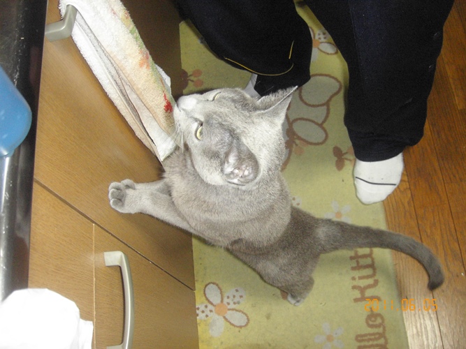 家に慣れると、台所で「ごはんはー？」という仕草をすることも多くなった