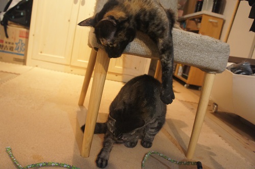 ちょいちょいっ