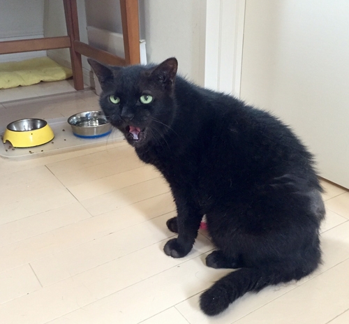 無口だが、空腹時には早く、というように要求（2013年頃　愛さんの部屋で）