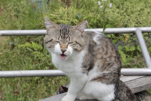 家に来た２００９年頃は（衰弱して）細かった（丹竜治さん撮影）