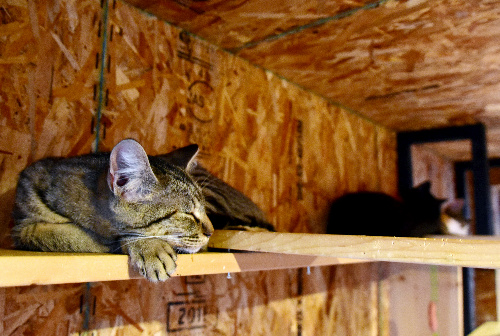 猫庭でくつろぐ猫たち