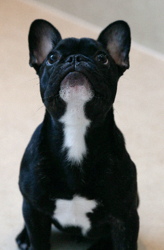 フレンチブルドッグ＝竹谷俊之撮影 