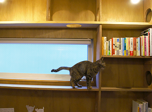 「Cat's Meow Books」で