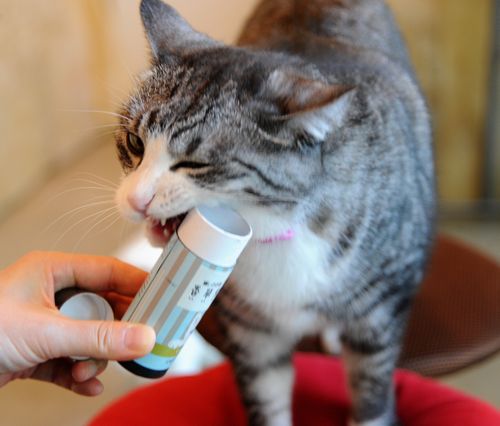 またたびのお香が入った箱をかんでおねだりするジジ