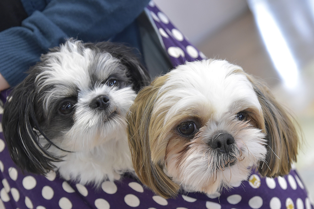 仲良く抱っこバッグに入ってくつろぎ中