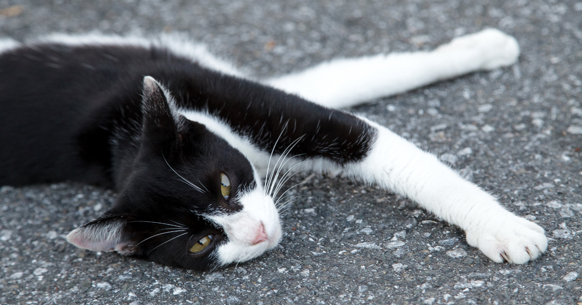 犬 猫 オウム 動物の落とし物年１０００件 警察でエサやり 犬 猫との幸せな暮らしのためのペット情報サイト Sippo