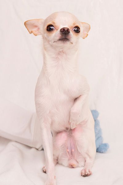 『チワワスタイル』から