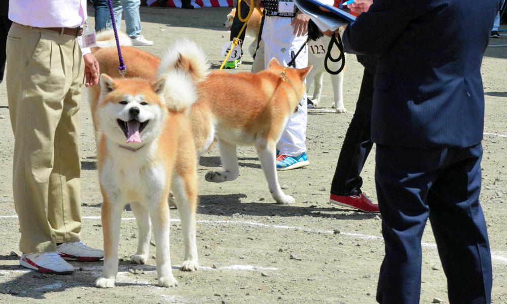 りりしい秋田犬、170頭勢ぞろい ハチ公の故郷・大館 | 「犬や