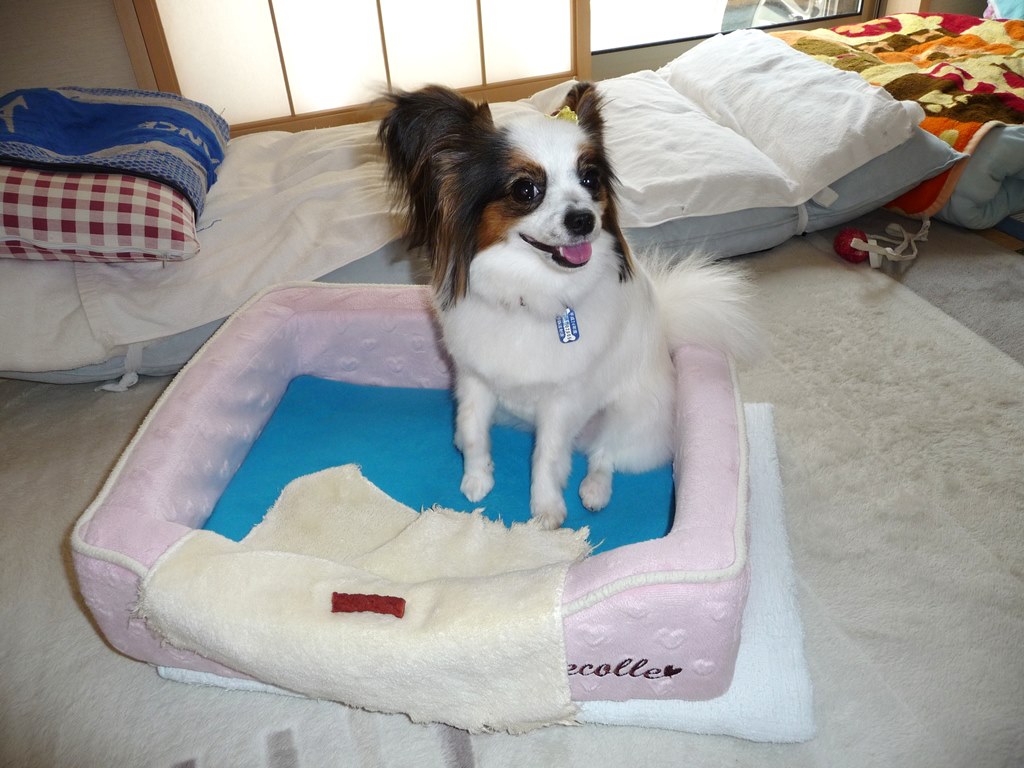 購入後に動脈管開存症だとわかったパピヨン