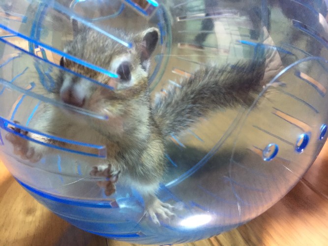 「おりゃーいくぞー」リビングで転がり回る　