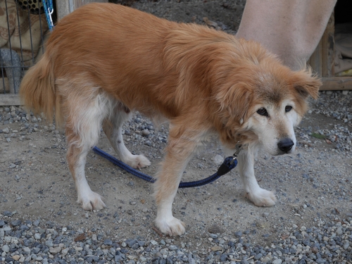 どの犬にも手をやさしい眼差しで手を差し伸べている