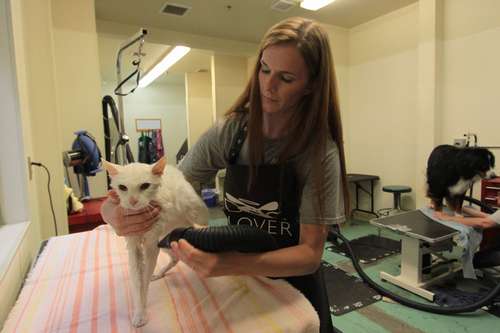  PPPのグルーミングルームで、ルナにシャンプーし、乾かすカミール（ｃ）大塚敦子