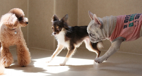 トイプードル（左）、チワワ（中央）、フレンチブルドッグ＝竹谷俊之撮影 